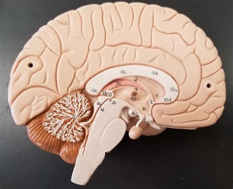 Brain Labeling Activity Midsagittal Section Diagram Quizlet