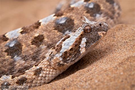 Horned Adder Bitis Caudalis Namibia Marisa Ishimatsu Flickr