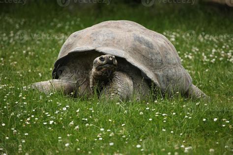 tortuga gigante de santa cruz galápagos chelonoidis nigra porteri