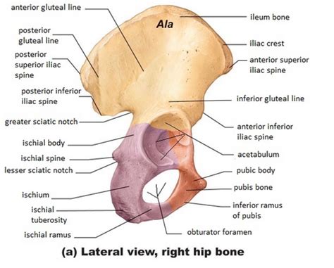 Hip Examination Biomechanics Anatomy Flashcards Quizlet