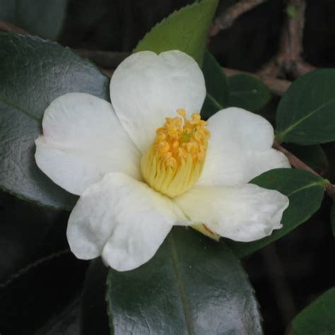 Каме́лия (лат. Camellia) – декоративное растение семейства Чайные ...