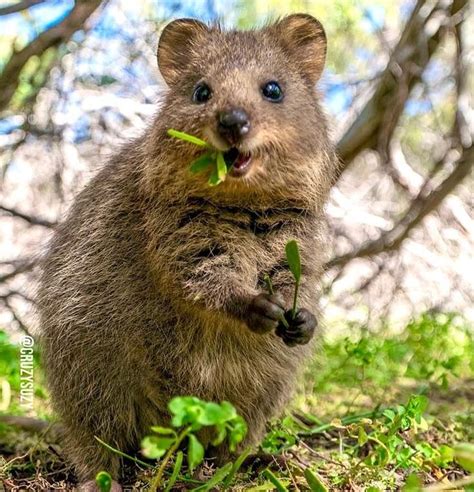 quokkas australias happiest animal doga fotografciligi avustralya