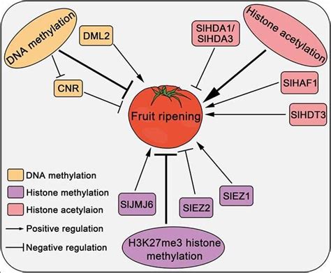 Regulation of fleshy fruit ripening: From transcription factors to epigenetic modifications