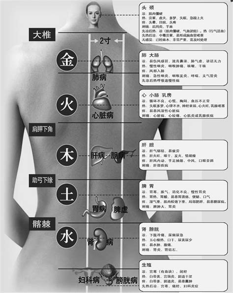 人体背部穴位图解大全 人体背部穴位对应器官 穴位大全