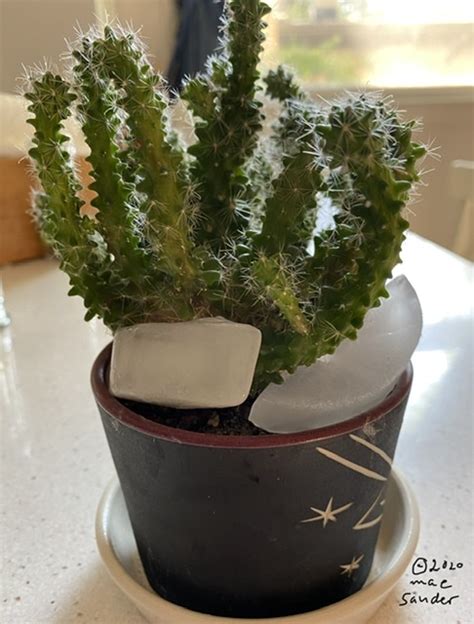 Maes Food Blog My Cactus Takes A Drink