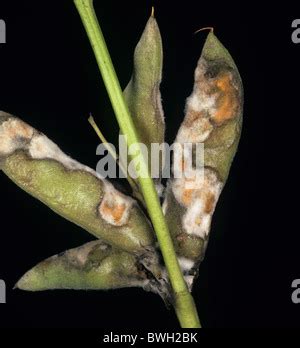 Antracnosis Colletotrichum Acutatum Lesiones En El Tallo De Una Planta