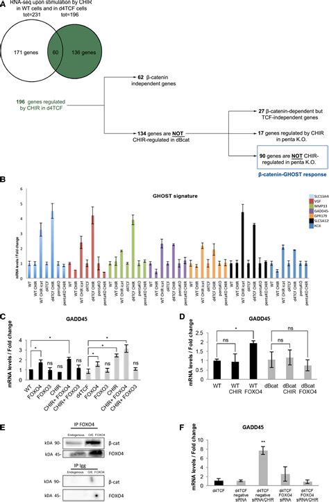 TCF LEF dependent and independent transcriptional regulation of Wnt β