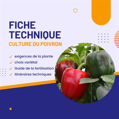 Fiche Technique Du Poivron