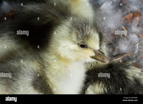 Bar Headed Goose Anser Indicus Hours Old Hatched Gosling Stock Photo