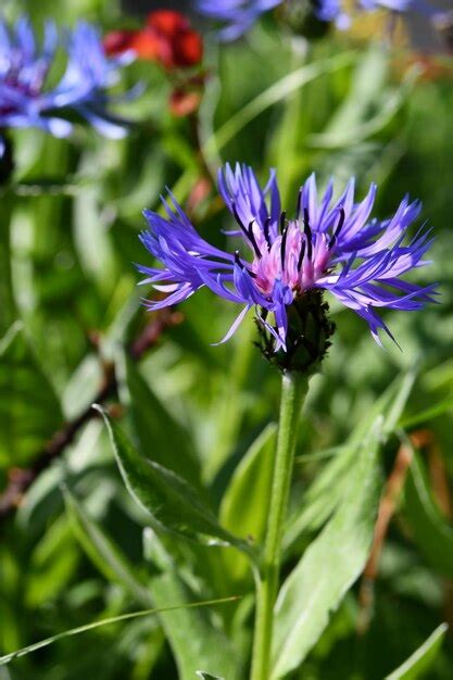 Premium Photo A Purple Flower With A Green Leaf In The Background