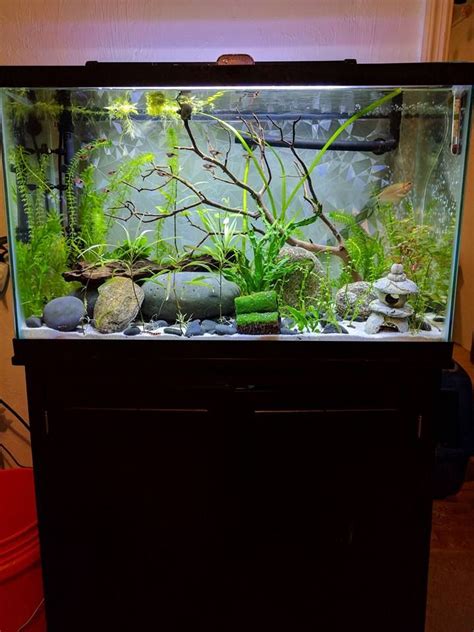 I Just Upgraded My 29 Gallon Community Tank To A 45 Gallon Tank Still