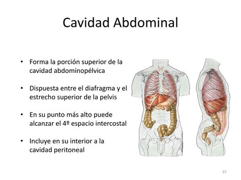 Abdominopelvica