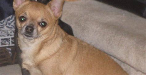 Calgary Ab Senior Female Applehead Chihuahua For Adoption