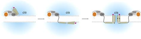 The Proposed Mechanism Of Pore Formation The Cry Aa Toxin First Binds