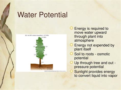 Ppt Plant Ecology Chapter 3 Powerpoint Presentation Free Download