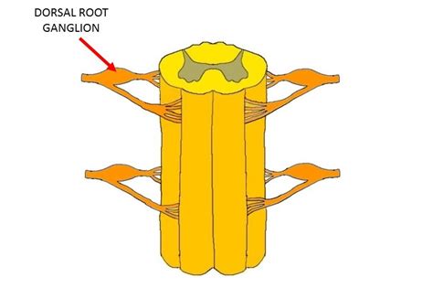 Dorsal Root Ganglion Anatomy