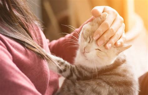 O gato escolhe o seu dono Descubra agora e veja como conquistá lo