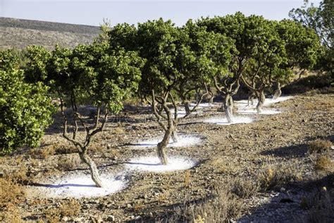 Mastic Tree Garden in Chios Island, Greece Stock Photo - Image of ...