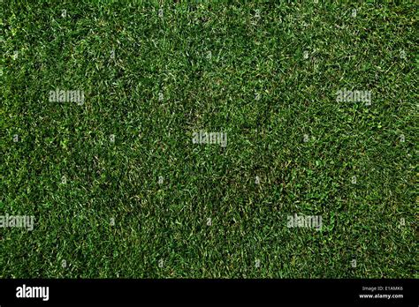 Real Grass Hi Res Stock Photography And Images Alamy