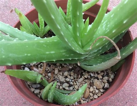 Aloe Vera Propagation How To Plant Without Roots Succulent Alley