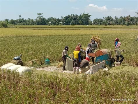 Petani Keluhkan Kesulitan Pupuk Dan Harga Gabah Anjlok Media Sumutku