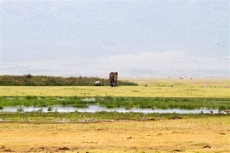 Ngorongoro Naturschutzgebiet Landschaft Und Wild Lebende Tiere