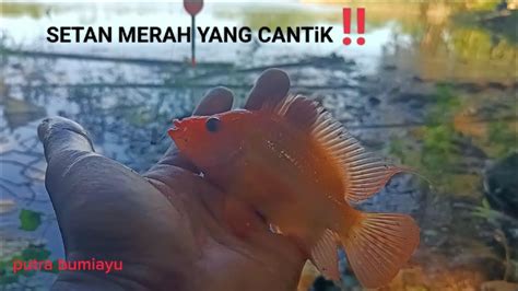 Beruntung Banget Dapet Ikan Cantik Cantik Mancing Ikan Red Devil