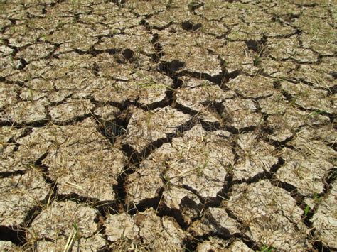 Cracked Dry Ground Top View With Small Green Grass And Dry Litter