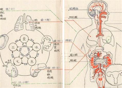 五脏六腑的功能详解