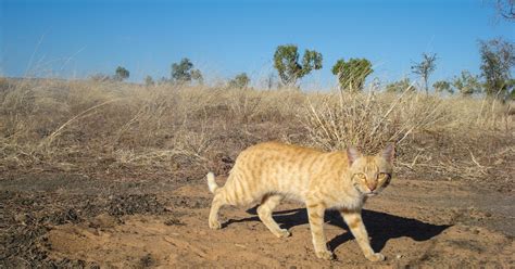 Towards a national feral cat ecology research program