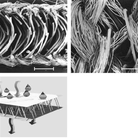 Microscopy Of Synthetic And Cellulosic Fibers Download Scientific