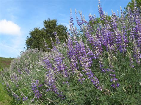 Rooted in California: Wildflowers in Tilden