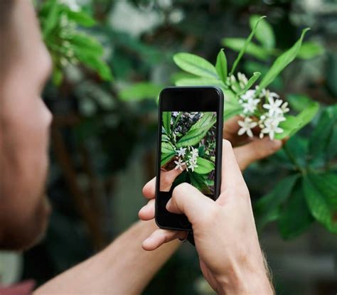 Top Des Applications Gratuites Pour Reconna Tre Les Plantes