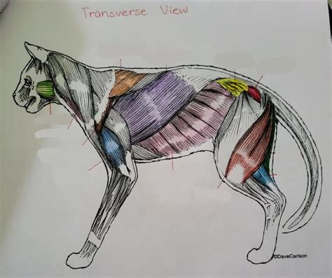 Lateral View Cat Muscles Diagram Quizlet