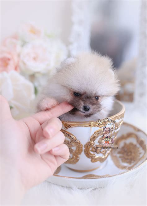 Teacup Pomeranians For Sale Teacup Puppies Boutique