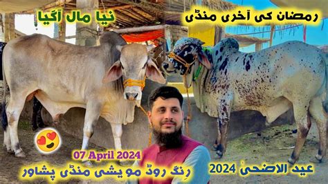 Ring Road Maweshi Mandi Peshawar New Updates 07 04 2024 Eid Ul Azha