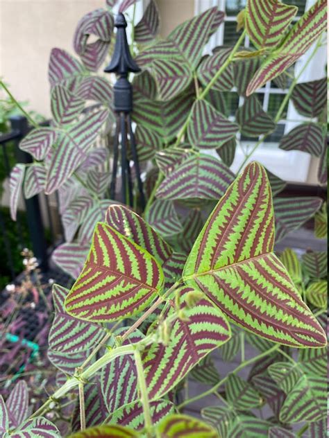 Organic Large Leaf Christia Obcordata Or Butterfly Wing Plant Etsy