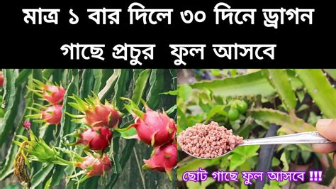 ড্রাগন গাছে ফুল না এলে এই সার মাত্র একবার দিয়ে দেখুন ছোট গাছে প্রচুর ফুল ফল হবে একটা ফুল ও ঝরবে