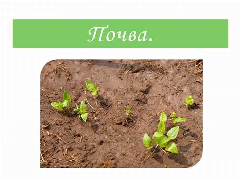 Почва Содержание Что такое почва Виды почвы