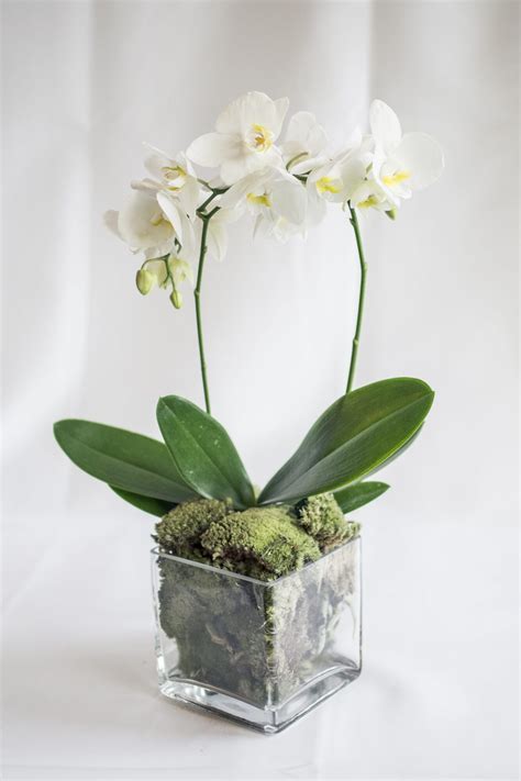 Orchid Care - YOU can do it! - Flowers Talk Tivoli