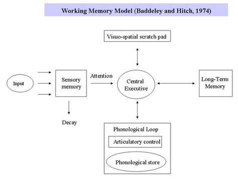 Memory Working Memory Model Flashcards Quizlet