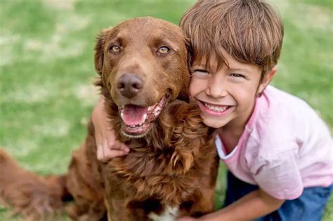 Tu Gu A Para Adoptar Un Perro Por Primera Vez