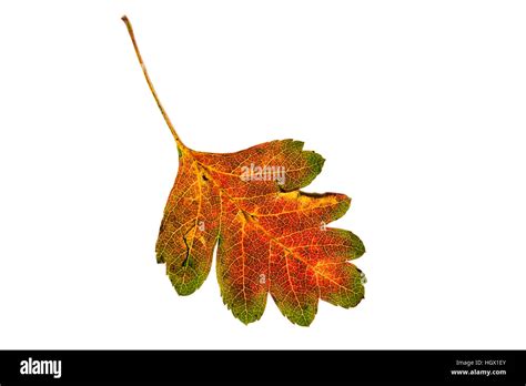 Crataegus Monogyna Fall Leaf Hi Res Stock Photography And Images Alamy