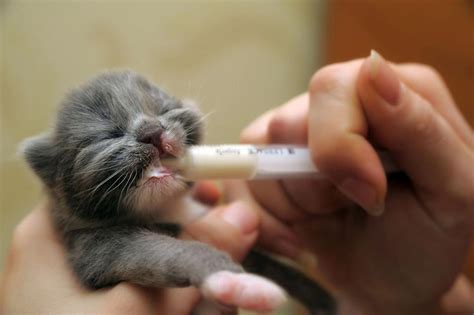 Journée SFF Le chaton de la naissance au sevrage 21 mars Chats