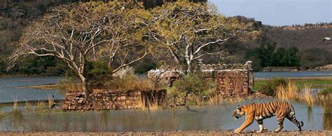 1 Best Wildlife Sanctuaries near Udaipur