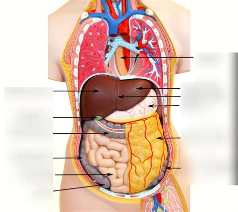 Practice For Lab Practical 1 Diagram Quizlet