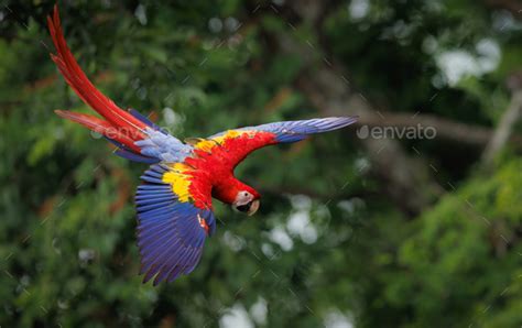 A Scarlet Macaw in Costa Rica Stock Photo by harrycollinsphotography