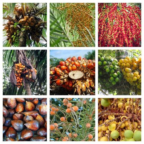 Palm Fact Of The Week 10 Common Edible Palm Fruits In 2022 Fruit