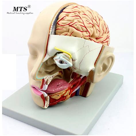 Ludzka G Owa Model Anatomiczny Anatomia Czaszki Strza Kowa Zatoczka