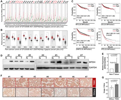 Lncrna Otud B As Promotes Paclitaxel Resistance In Triple Negative